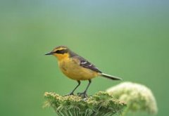 һֻ���пָ�֢�����ͯС���� ����˯ǰ����