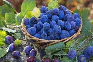 ��ݮ�Ĺ�Ч������