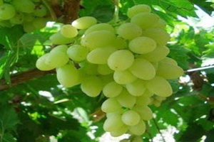 ����Ĺ�Ч������