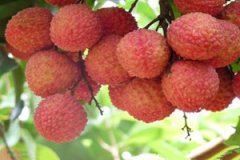 ����֦��ʲô�ô��� ��֦�������������ʲô