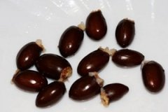 ��֦�˵Ĺ�Ч������ ��֦�˵�Ӧ������Щ