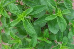 ��Ҷ�յĹ�Ч����������Щ ��Ҷ�յĴ洢