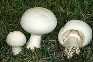 ˫�߹�������