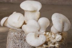 ���鹽�Ĺ�Ч����Щ ���鹽��������Ⱥ