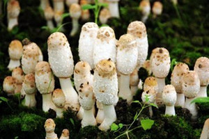 ���ȹ���Ӫ����ֵ����Ч