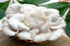 ƽ����Ӫ����ֵ����Щ ƽ��������ʲôӪ��