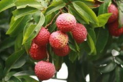 ��֦���������� ��֦������������