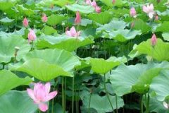 �ɻ���Ĺ�Ч����������Щ �ɻ�����ݷ�