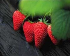 ����ι��֪ʶ �������Ե��Ĵ󷴼�ˮ��