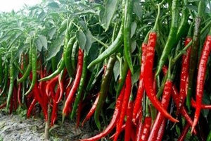 ������Ӫ����ֵ