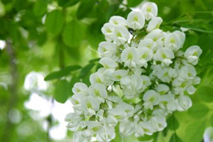 �������Ĺ�Ч������