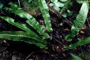 ʯΤ�Ĺ�Ч������