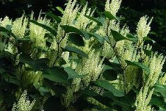 ���ȵĹ�Ч�븱���ö�����Щ�� ���ȵ�ע������