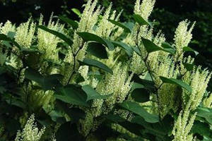 ���ȵĹ�Ч�븱����