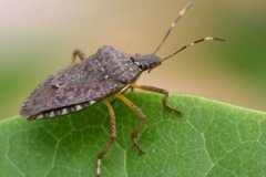 �����Ĺ�Ч�����ü����ɵ��׶�����Щ