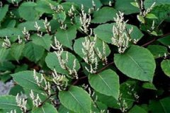 ���ȵĹ�Ч�����ü����� ���ȵ���������Щ