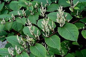 ���ȵĹ�Ч�����ü�����