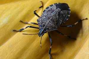 �����Ĺ�Ч������