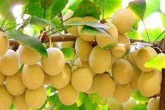 ���ӹ��Ĺ�Ч������ ���ӹ�������ʲô�ô�