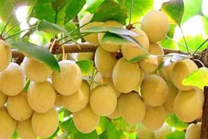 银杏果的功效与作用