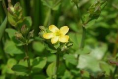 �ض��ݵĹ�Ч�����ü����ɾ��嶼����Щ��