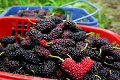 ɣ驵�Ӫ����ֵ ɣ驳�����ʲôӪ����