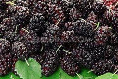 ɣ驵�ҩ�ü�ֵ��ʲô ɣ���ʲô����