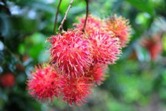 �и��ܳԺ�ë���� �и��Ժ�ë���ò���