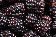 ɣ���ݾƵĹ�Ч ɣ���ݾ���ʲô��Ч��