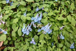 延胡索的功效与作用