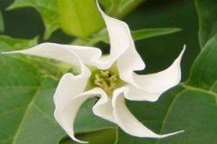 ��𻨵Ĺ�Ч������ ��𻨵�ע����������Щ