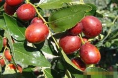 ���Ӫ����ֵ��ʲô ������ʲô�ô�