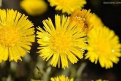 ����Ĺ�Ч�����ü����ɾ��嶼����Щ