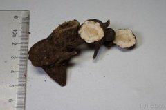 ���ڵĹ�Ч�����ü����ɾ��嶼����Щ