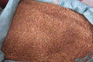 莱菔子的副作用