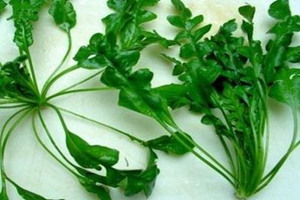 荠菜的药用价值