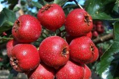 ��ɽ髵ĺô���ʲô ���ɽ���ʲô�ô�