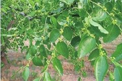 ��Ҷ�Ĺ�Ч����������Щ ��Ҷ�Ĺ�������