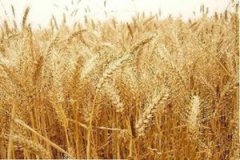 С����ѿ�͵Ĺ�Ч��ʲô С����ѿ������Щ����