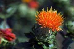 �컨���͵�ʳ�÷�����ʲô �컨���͵�����