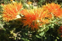 �컨���͵Ĺ�Ч����������Щ �컨���͵ĺô�