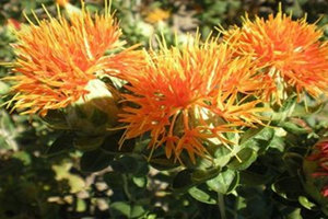 �컨���͵Ĺ�Ч������