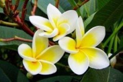 �������Ĺ�Ч����������Щ�� ��������Ӫ����ֵ