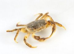 Ů�׵�12����һ������ 7��6��12������?