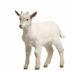 2015������ѩ����������֮������