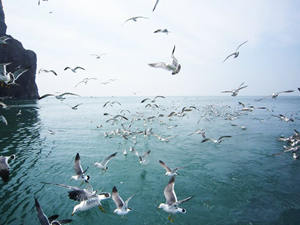 梦见百鸟群聚将会发生什么事情