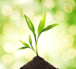 2015年7摩羯座星座运势查询