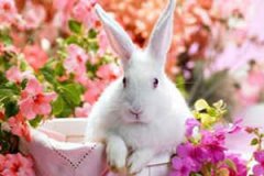 2015��7��˫�����������Ʋ�ѯ