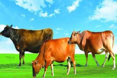 ��ţ���������� ��ţ2015��7������