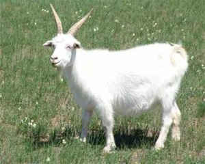 Ħ������������